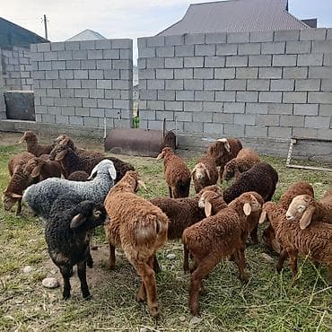 Животные: Продаю | Ягненок | Для разведения — 3