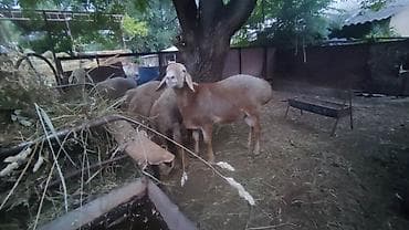 шалпан дакан: Продаю | Баран (самец) — 1