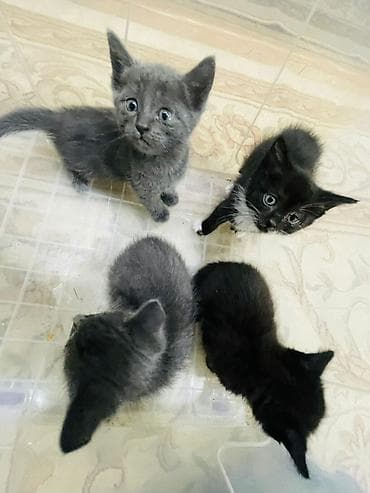 чёрные котята: Котята, помёт из 4 малышей: - Окрас: 2 чёрных, 2 серых (у одного — 8