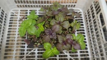 превосходный сорт яблок: Продается вкусная красивая и очень полезная микрозелень в большом — 17