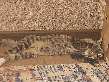Кошки: Котёнок-подросток, тигровый табби. - Окрас: классический тигровый — 2