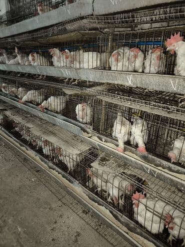 Продаю Курей, несушки цена 150 сом штука