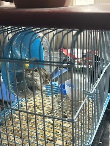 хомяк хомяк: Отдам хомяка в хорошие руки 😭 — 1