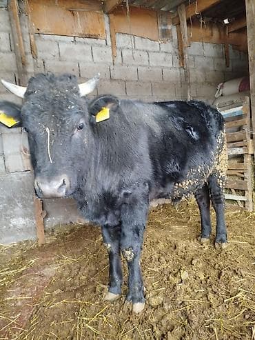 мал сатуу: Сатам | Бука (эркек) | Байланган — 3