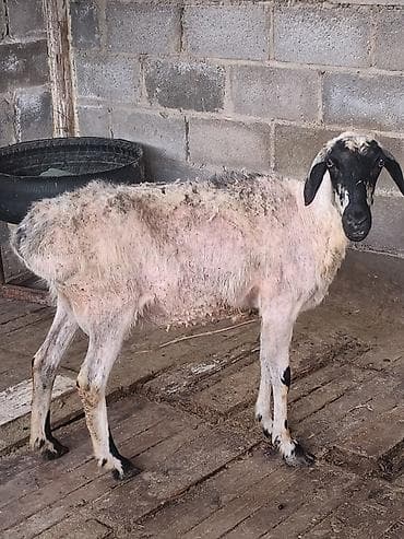 кошка беловодск: Сатам | Козу | Көбөйтүү үчүн | Асыл тукумдуу — 10