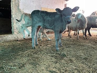 коровы и быки: Продаю | Музоо, торпок | На откорм — 6