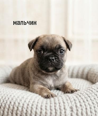 Продажа собак: Бульдог, 1 месяц, Самец — 4