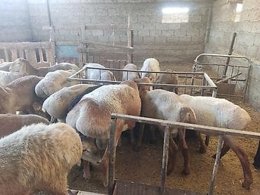 продам друга: Продаю | Баран (самец), Ягненок | Гиссарская, Арашан, Полукровка | Осеменитель, Племенные — 6