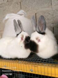 куры доминанты: Продаю | Крольчиха (самка) | Для разведения — 2