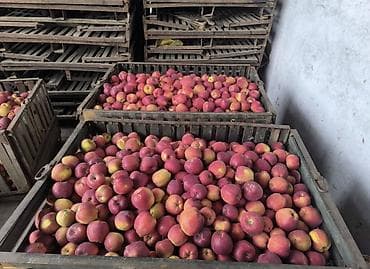 союшка кой: Яблоки Оптом — 3