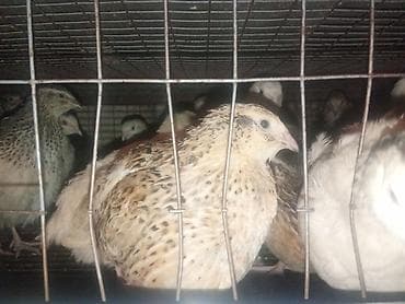 поилки для курей: Перепела (разные окрасы) - Вид: домашние перепела, мясо-яичное — 2