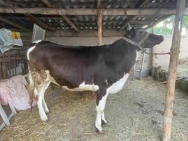 куплю корову на мясо: Продаю | Корова (самка) | Швицкая | На откорм, На забой, Для разведения | Отела не было, Привязанные — 5