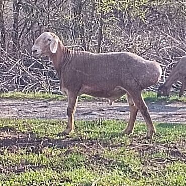 декоративные кролик: Продаю | Баран (самец) | Арашан | Для разведения | Племенные — 2