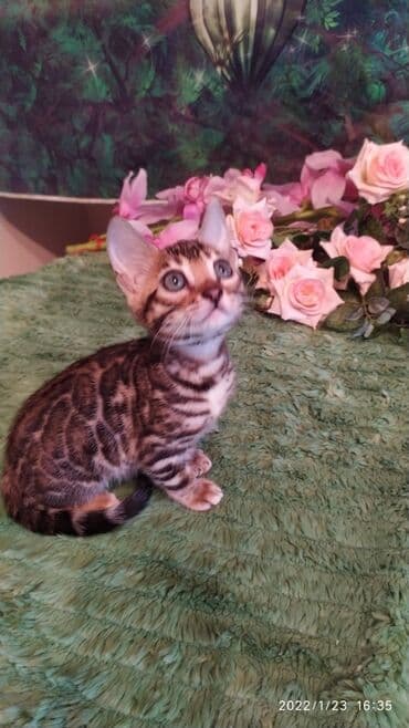 куда можно отдать собаку в бишкеке: Бенгальская, 2 месяца, Девочка — 18