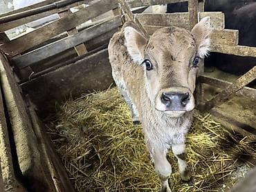 отдам даром собаку в хорошие руки: Продаю | Тёлка, Музоо, торпок | Швицкая — 3