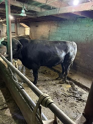 Продаю | Бык (самец) | На откорм | Привязанные at lalafo.kg Продаю | Бык (самец) | На откорм | Привязанные