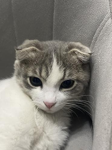 Кошки: Котята, домашние, ручные. Описание: - Возраст –2 месяца. - Окрас — 10