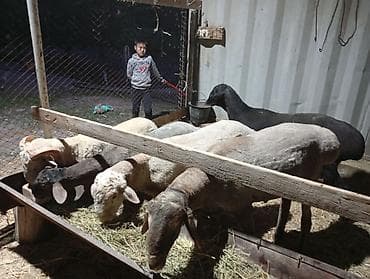 продам курей: Продаю | Баран (самец) | Для разведения — 7