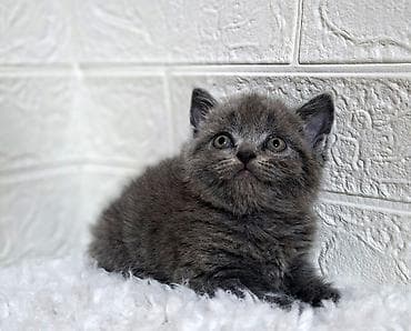 американская жесткошёрстная кошка: Продаётся шотландская девочкаскоттиш-страйт,окрас голубой,возраст — 2