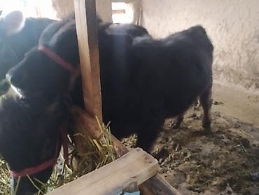 А/ч жаныбарларын сатам: Сатам | Музоо | Бордоп семиртүү үчүн — 2