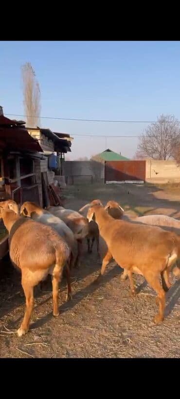 вязка кошек ош: Сатам | Ургаачы кой (ургаачы) | Арашан | Көбөйтүү үчүн | Бооз — 2