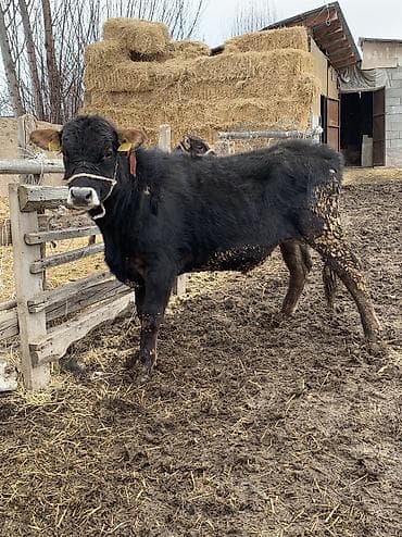 абердин: Сатам | Бука (эркек), Музоо | Ангус, Абердин-ангус | Бордоп семиртүү үчүн, Союуга — 7