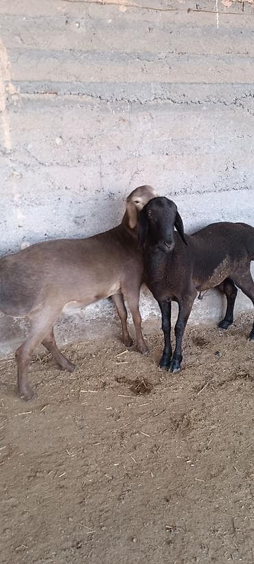 ат алам: Продаю | Баран (самец) | Для разведения — 2