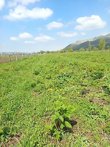 цветочный салон: Малина — 3