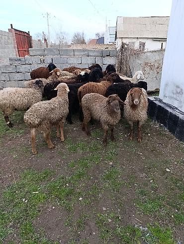 Ветеринар кызматы: Сатам | Ургаачы кой (ургаачы) | Аргын | Көбөйтүү үчүн | Токту — 1