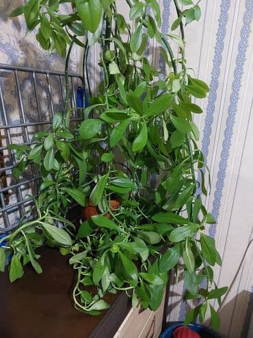 садовые цветы в бишкеке: Цветы 💐 — 2