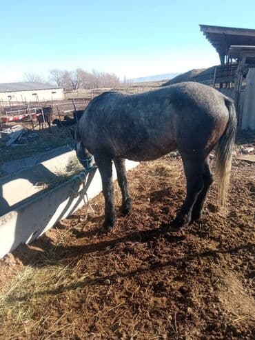 Сатам | Жылкы (эркек) | Жумушка — 3