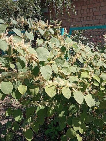 Продаю Горец сахалинский цветет в сентябре at lalafo.kg Продаю Горец сахалинский цветет в сентябре