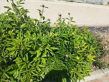 малочай миля: Пион травянистый, розово‑сиреневые бутоны - Куст компактный, мощный — 2