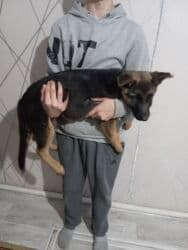 восточно эвропейская овчарка: Немецкая овчарка, 2 месяца, Самка, С родословной — 2