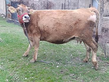 Аквариумдар: Сатам | Уй (ургаачы) | Сүт алуу үчүн | Байланган — 4