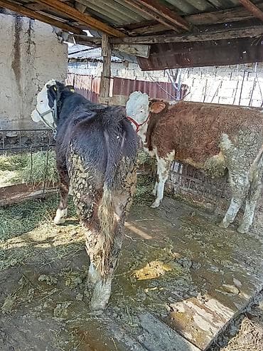 Зоотовары: Продаю | Бык (самец) | Симментальская, Монбельярд | На откорм, Для разведения — 10