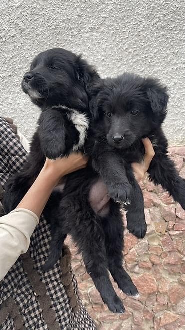 Щенки метисы, черные пушистые, с белыми отметинами на груди и лапках