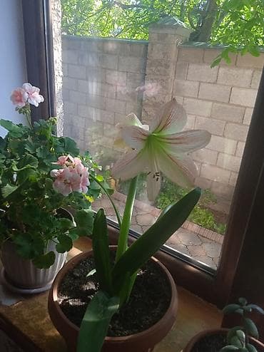 амариллис: Гиппеаструм (амариллис) в горшке - Описание: комнатное луковичное — 2