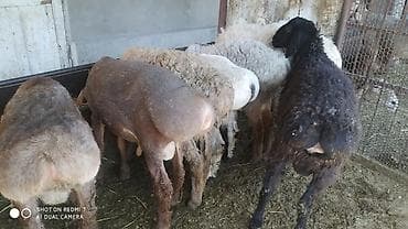 афганская порода овец: Продаю | Баран (самец) | На забой — 7