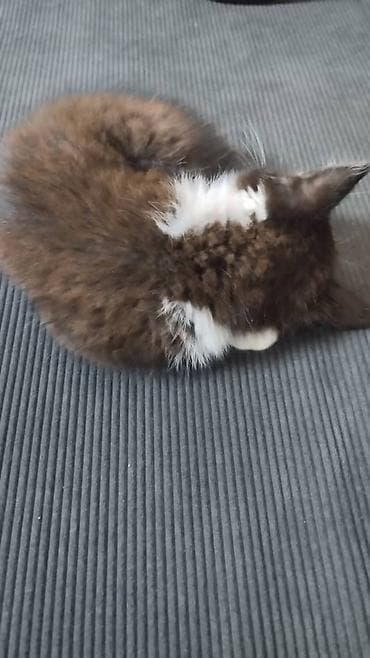 я ищу котёнка: Отдам котенка в добрые руки.Девочка.Кушает сама . Адрес Сокулук возле — 2