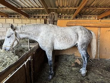 рабочи ат: Продаю | Конь (самец) | Рабочий | Мерин — 5