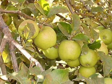 Коммерциялык мүлк: Дача, 33 м², 2 бөлмө, Менчик ээси, Эски ремонт — 4