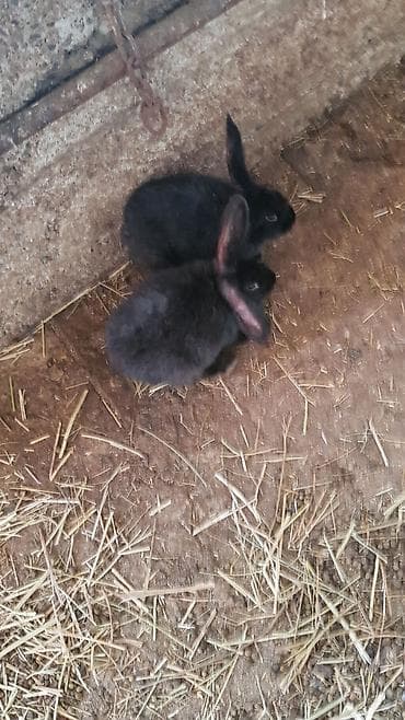 токмок собака: Продаю | Крольчата | Для разведения — 4