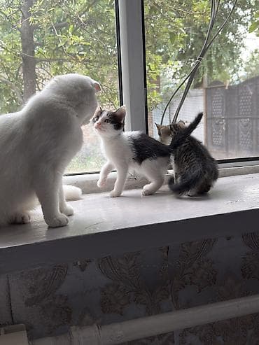 кошка мышык: Котята в добрые руки .Есть котенок голубой окрас без документов — 6