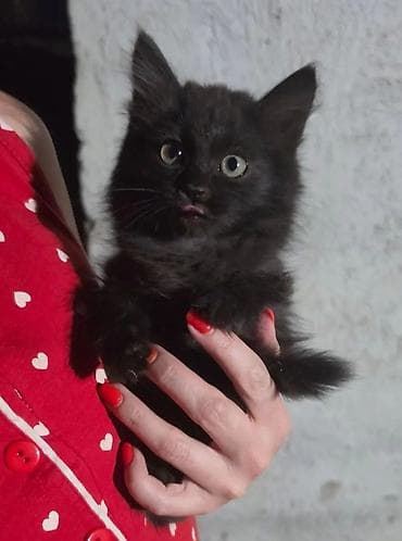 scottish fold: Очаровательный пушистый котёнок мальчик чёрного окраса. Возраст — 1