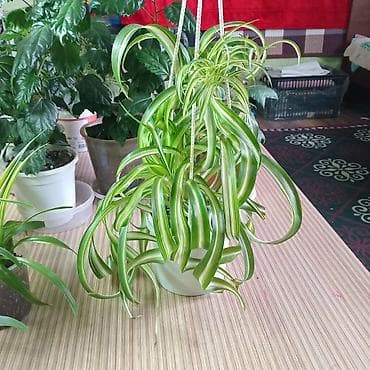 комнатная роза: Хлорофитум и гибискус (китайская роза) в горшках - Хлорофитум — 3