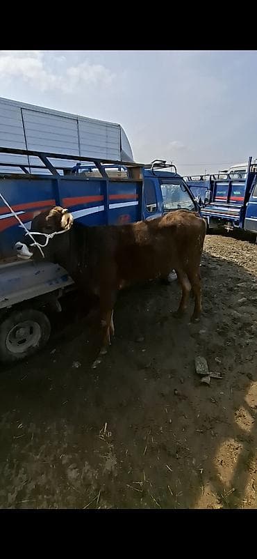 Лошади, кони: Продаю | Бык (самец) | Полукровка | На откорм | Привязанные — 3