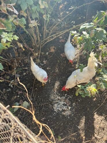 Продаю | Куры | Леггорн | Несушки