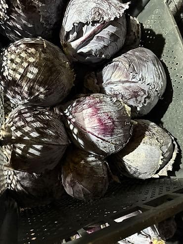 ящик для овощей: Фиолетовая капуста с холодильника! Хранение в ящиках есть обьем! — 3