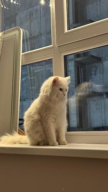 Ангорская, 1 год, Мальчик, Белый, Приучена к лотку